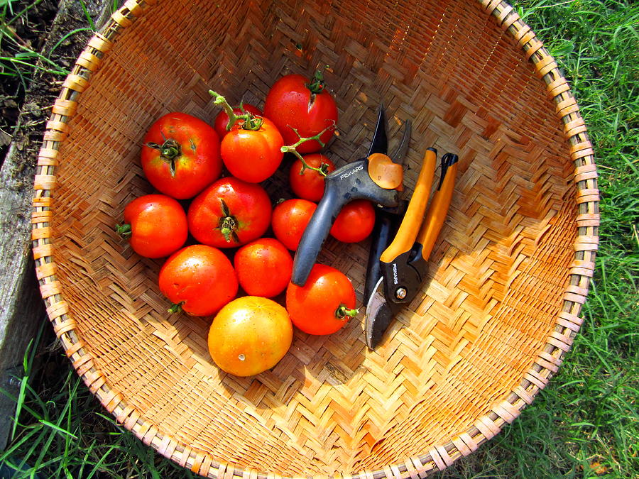 Tomato Basket Photograph by Cynthia  Clark