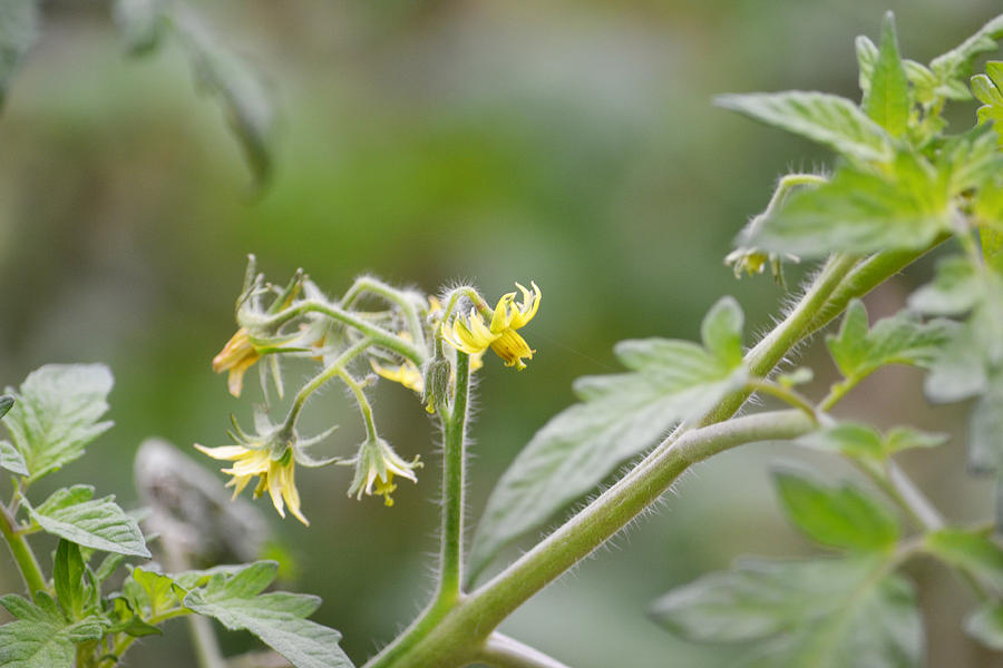 Tomato Blooms Photograph by GK Hebert Photography - Pixels