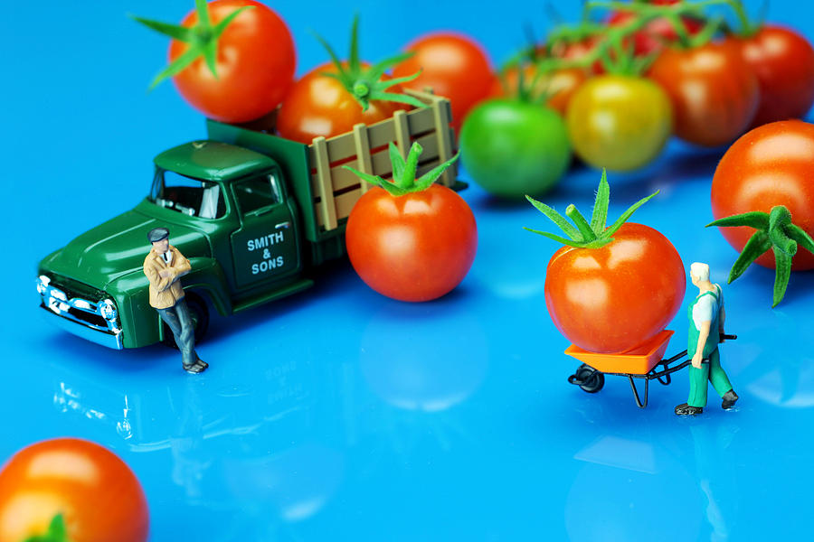 Tomato business little people on food Photograph by Paul Ge
