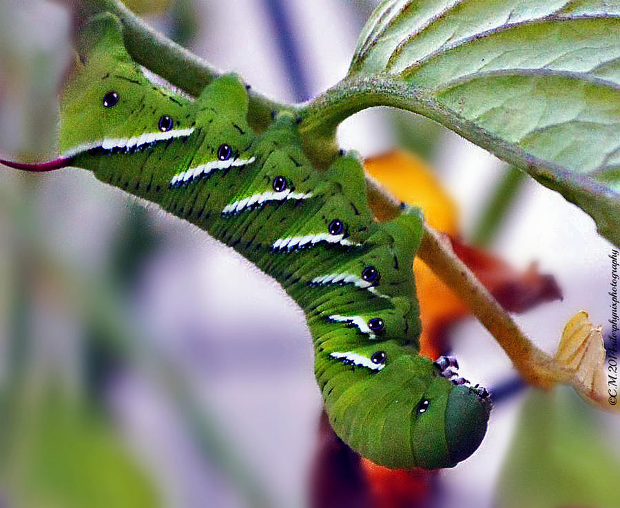 vims on caterpillar
