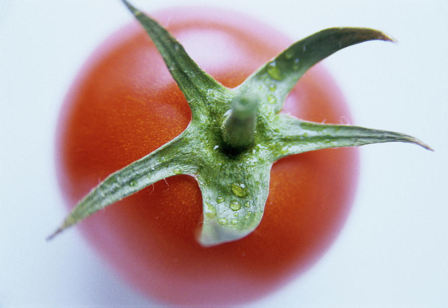 Tomato Photograph by Cristina Pedrazzini/science Photo Library