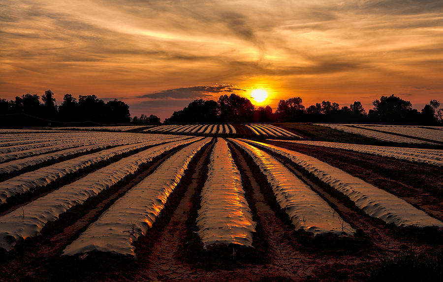 Tomato Field at Sunrise Photograph by Dan Carmichael