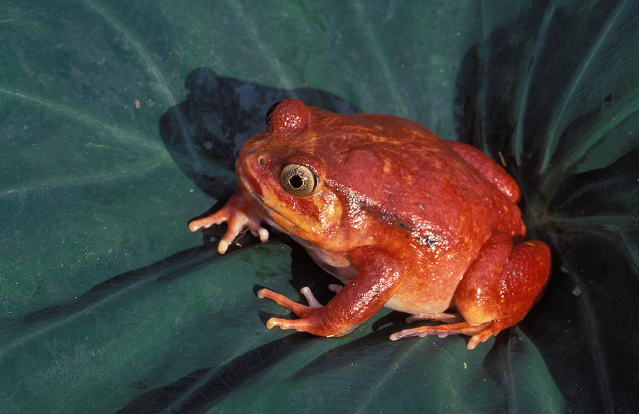 Tomato Frog Photograph by Nigel Dennis