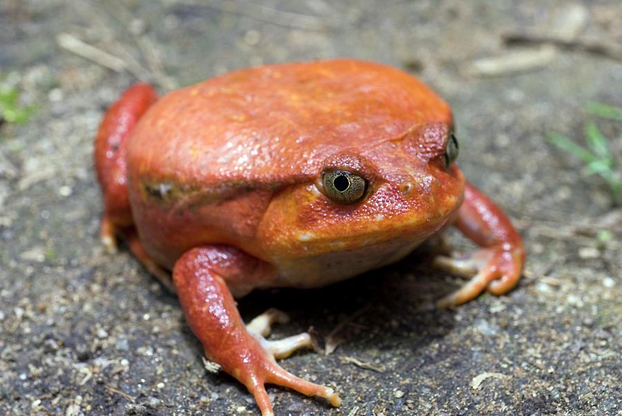 Tomato Frog Photograph by Philippe Psaila/science Photo Library