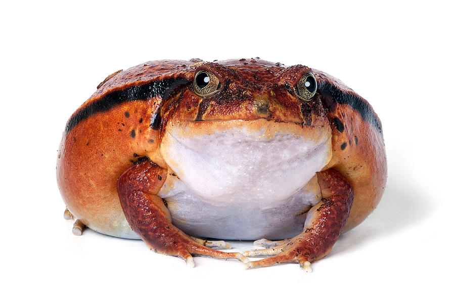 Nature Photograph - Tomato frog by Robert Jensen