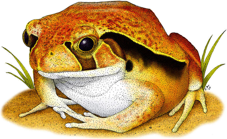 Tomato Frog Photograph by Roger Hall