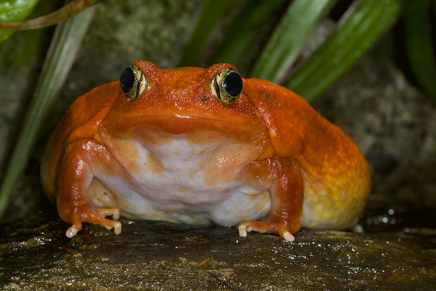 Tomato Frog Very Rare In Nature Photograph by San Diego Zoo