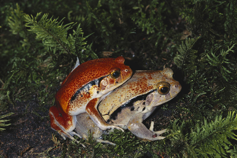 Tomato Frogs Mating Photograph by Karl H. Switak