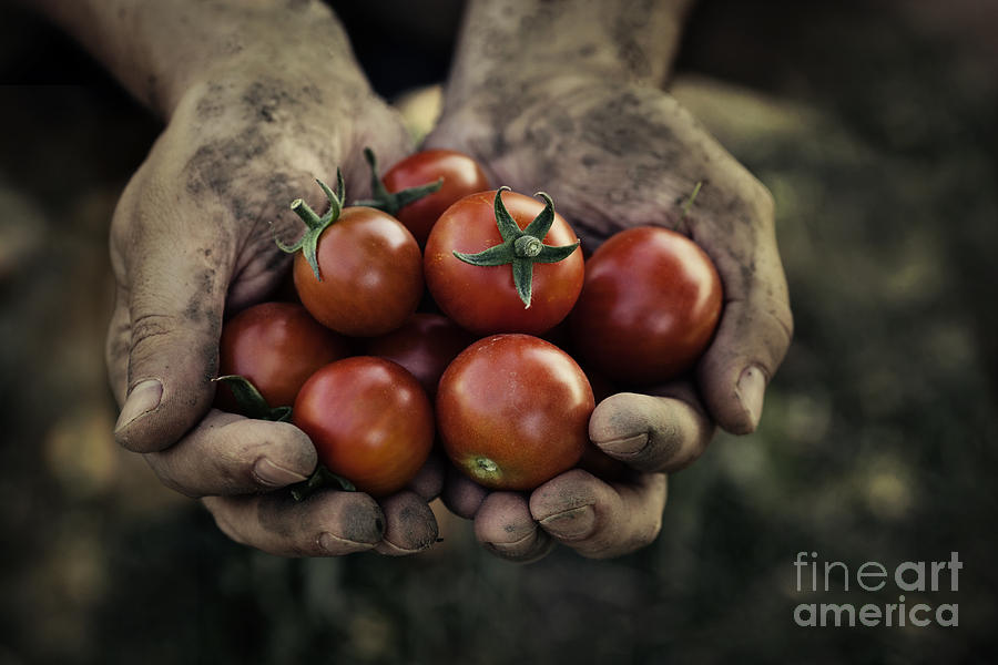 Tomato Photograph - Tomato harvest by Mythja Photography