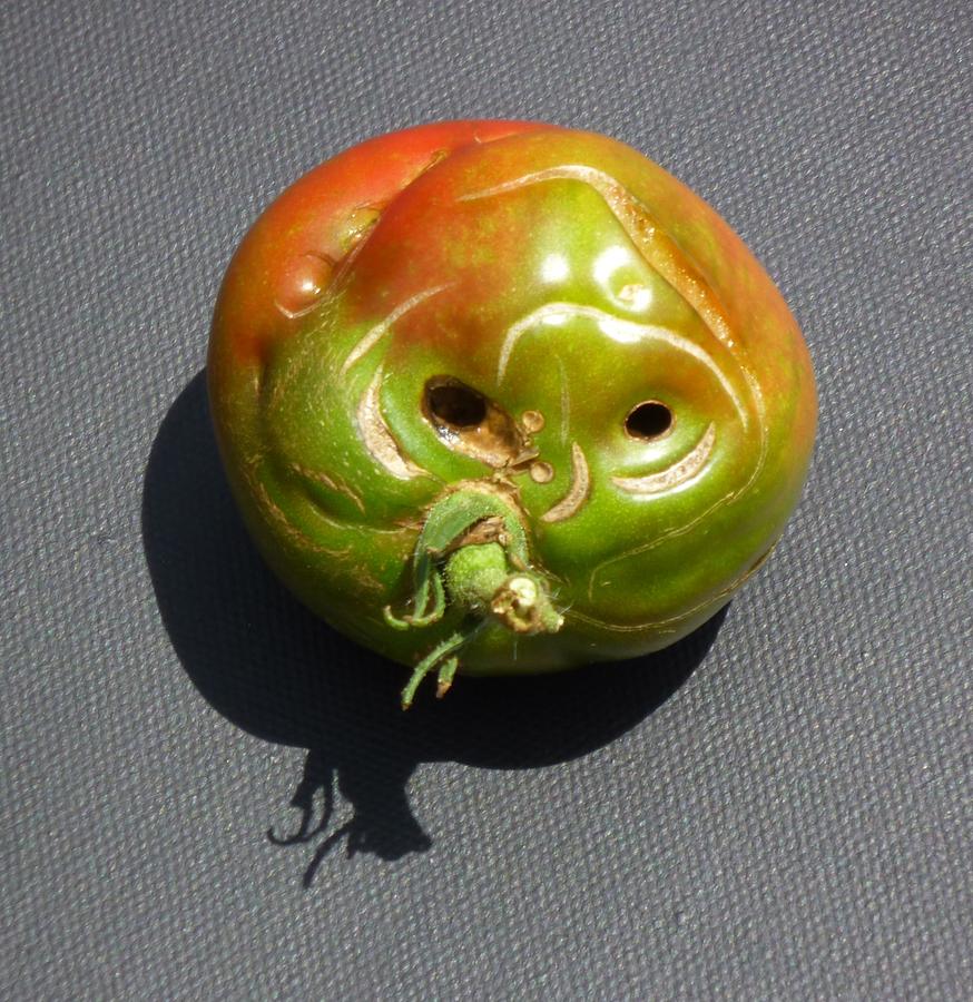 Tomato Head Photograph by Douglas Fromm