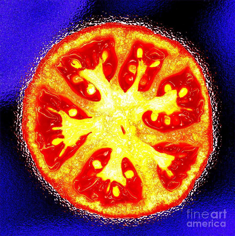 Tomato in Red Yellow and Blue Photograph by Nancy Mueller