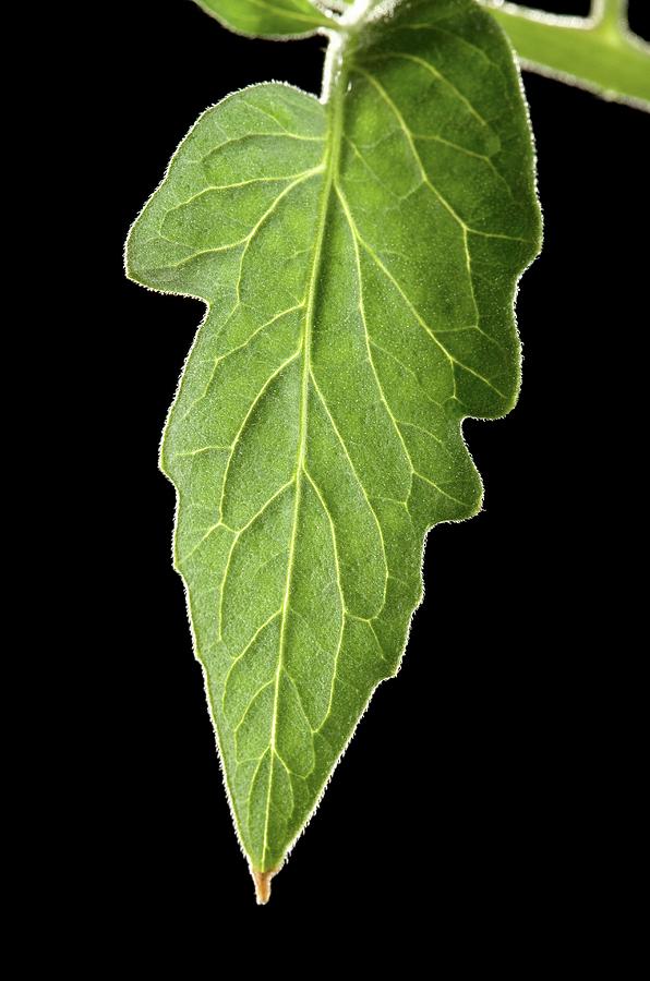Tomato Leaf Photograph by Peggy Greb/us Department Of Agriculture/science Photo Library
