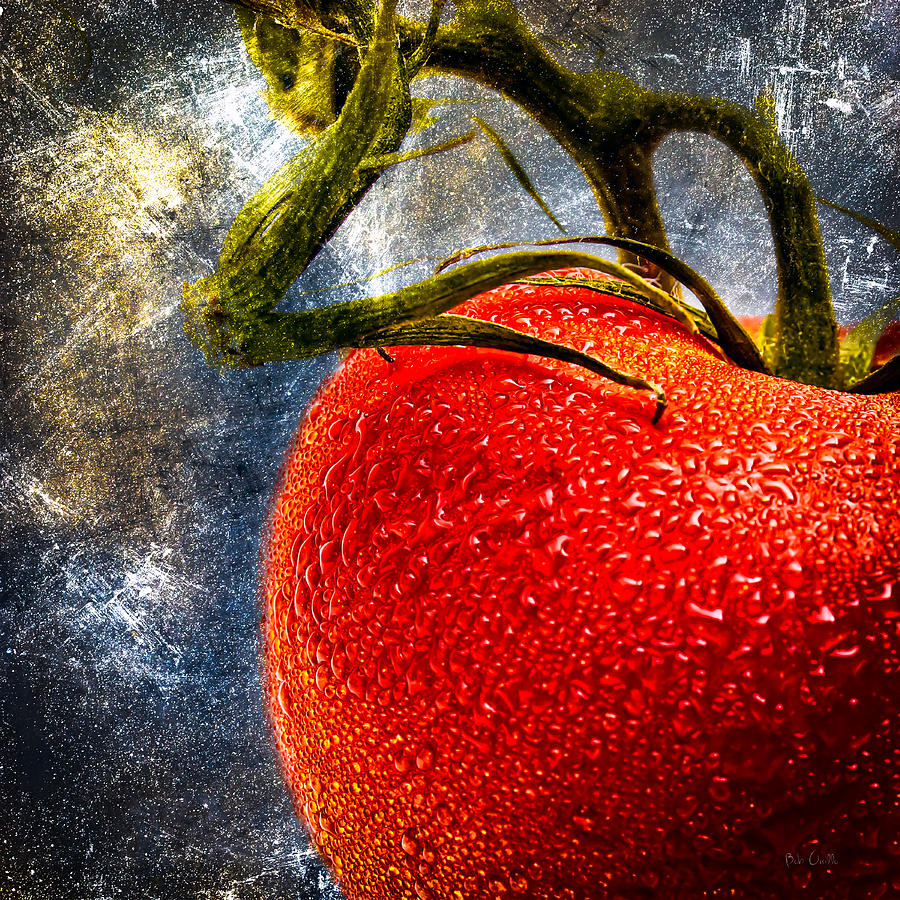 Tomato Photograph - Tomato On A Vine by Bob Orsillo