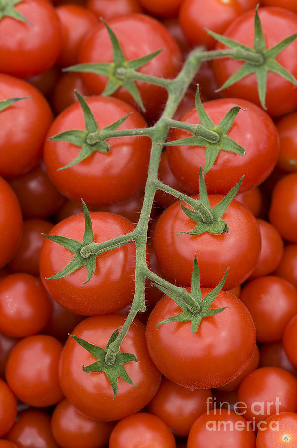 Tomato On The Vine Photograph by Lee Avison