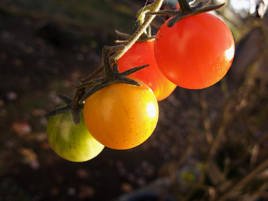 Tomato Ornaments Photograph by Elaine Goss