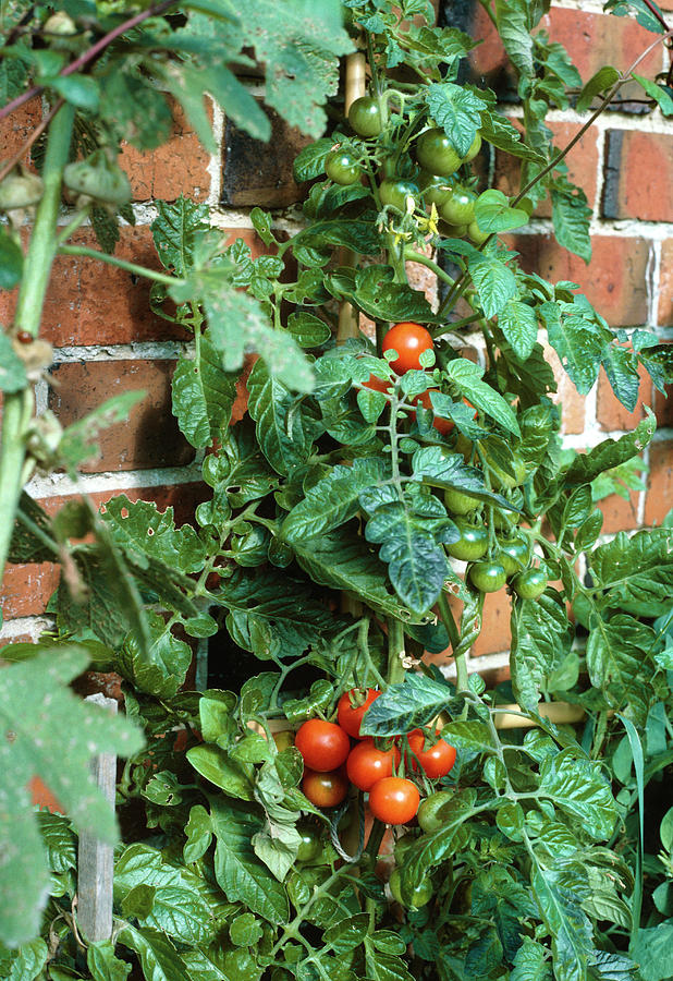 Tomato Photograph - Tomato Plant Growing Up A Wall by Science Photo Library