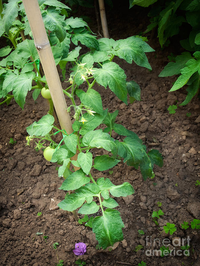 Tomato Plant Photograph