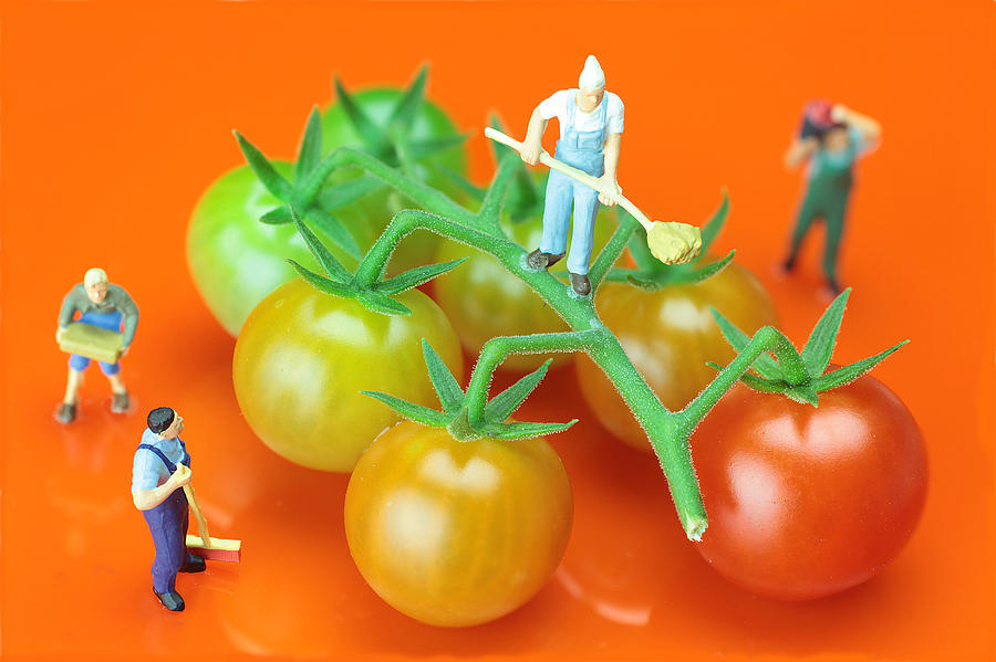 Tomato planting little people on food Painting by Paul Ge