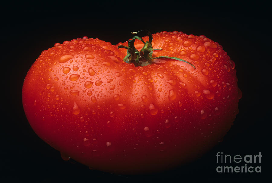 Fruit Photograph - Tomato by Publiphoto