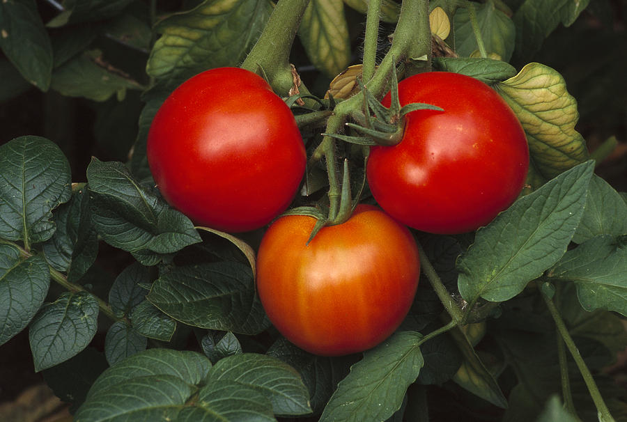 Tomato Ripening On Vine Photograph by Gerry Ellis