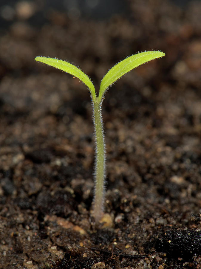 Tomato Seedling Photograph by Nigel Cattlin