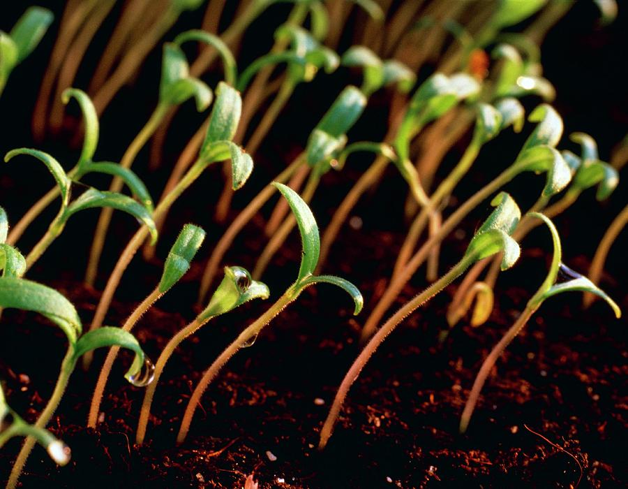 Tomato Seedlings Photograph by Adam Hart-davis/science Photo Library