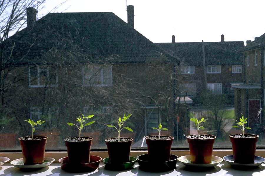 Tomato Seedlings On A Windowsill Photograph by Bjorn Svensson/science Photo Library