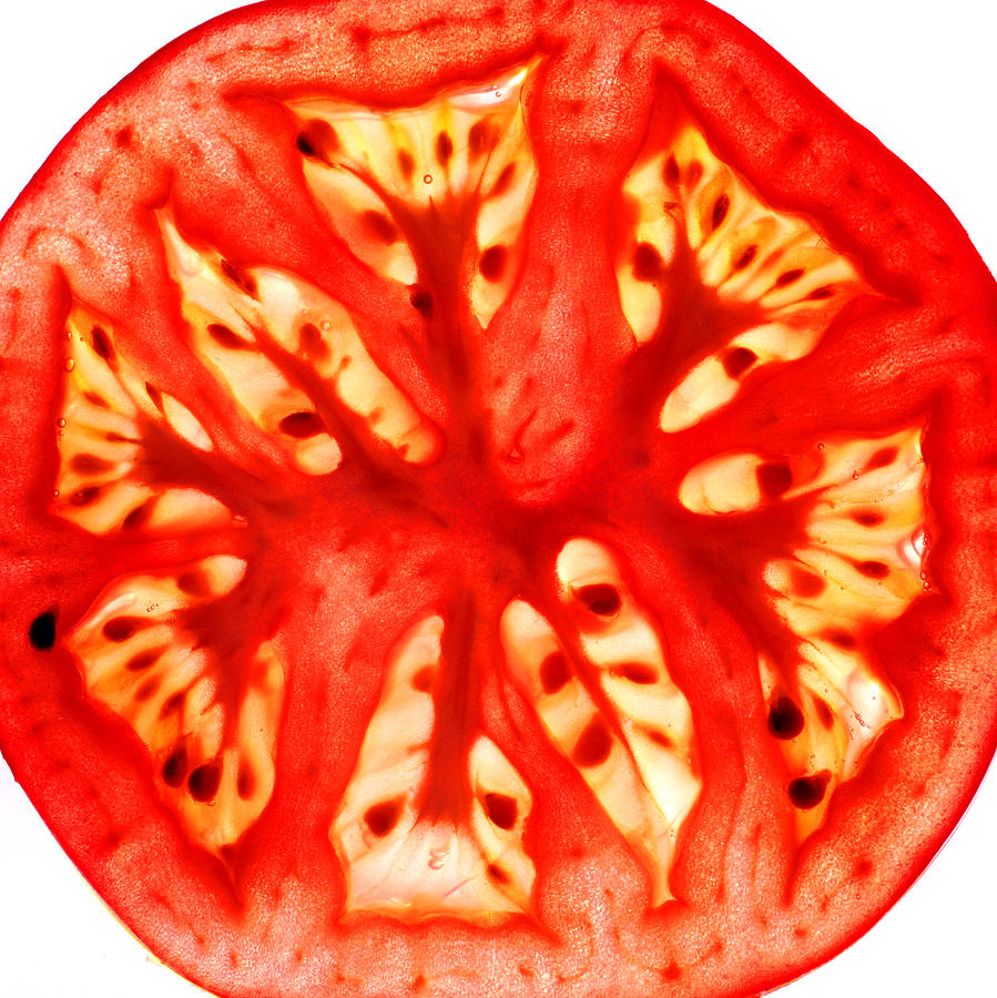 Tomato Slice Photograph by Paul Ge