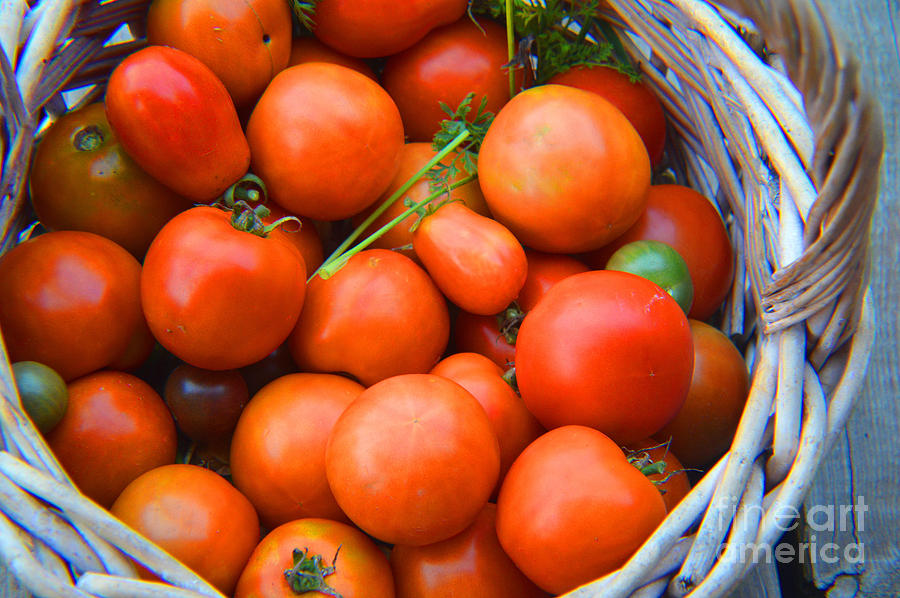 Tomatoes 2014 Photograph