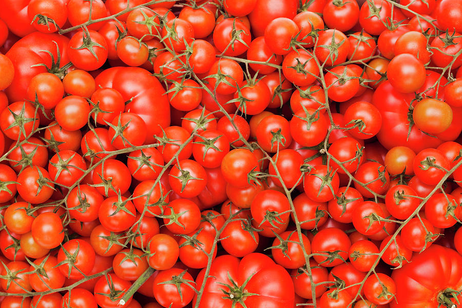Tomatoes Photograph by Aluxum