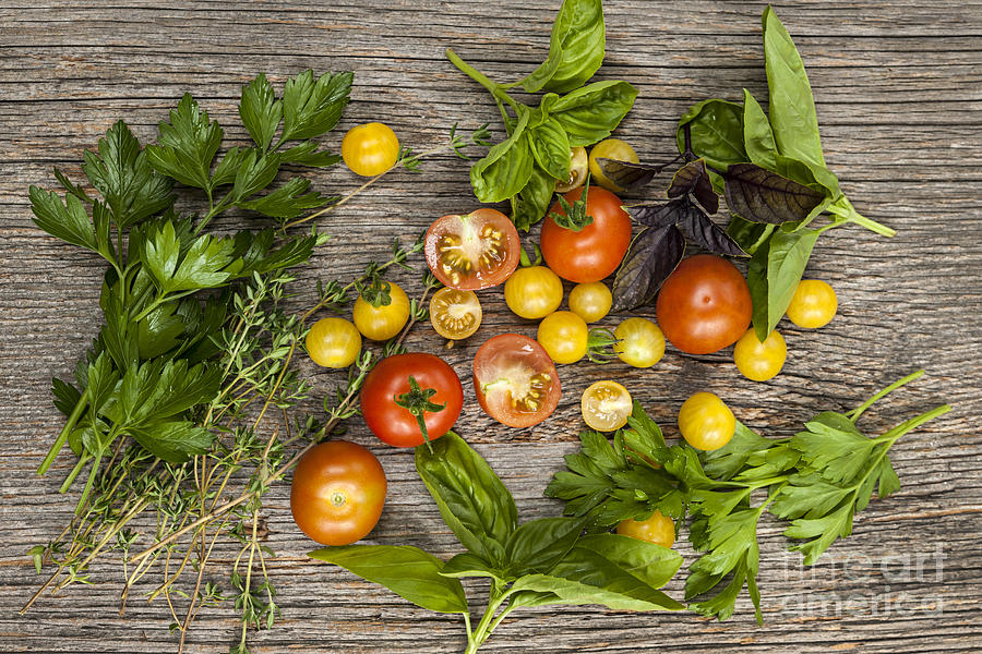 Tomatoes and herbs Photograph by Elena Elisseeva