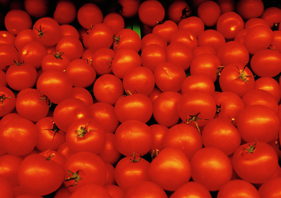 Tomatoes Photograph by Annabella Bluesky/science Photo Library