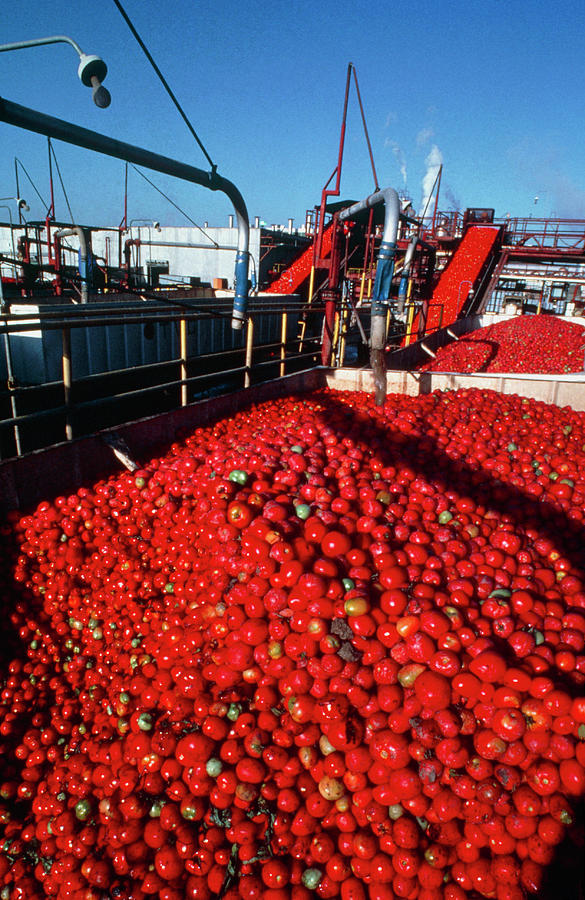 Tomatoes Awaiting Processing At A Tomato Cannery Photograph by Peter Menzel/science Photo Library