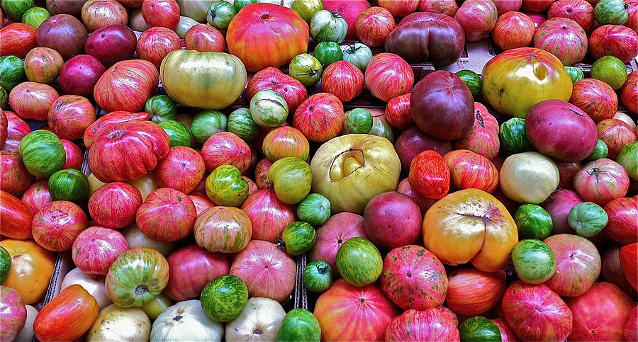 Vegetable Photograph - Tomatoes by Bill Owen