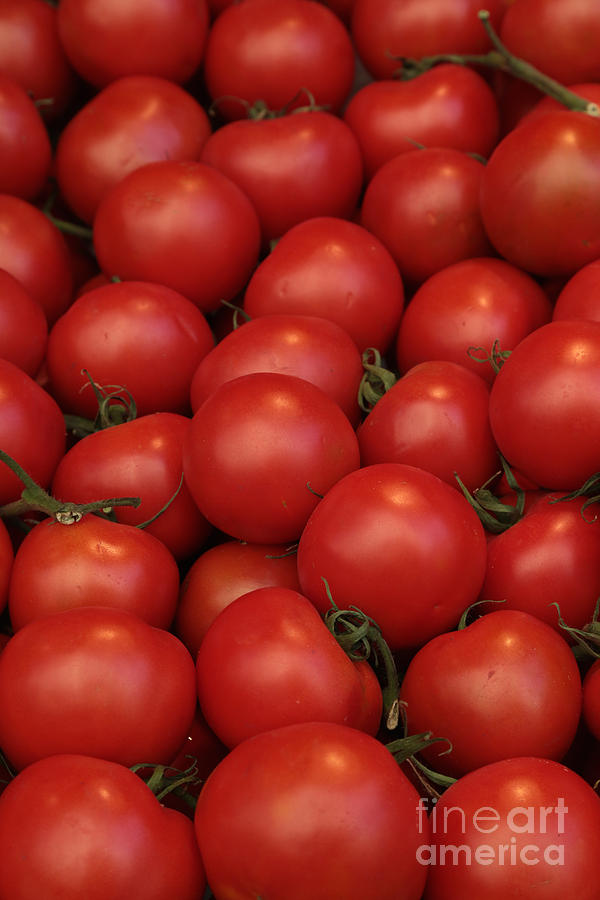 Tomatoes Photograph