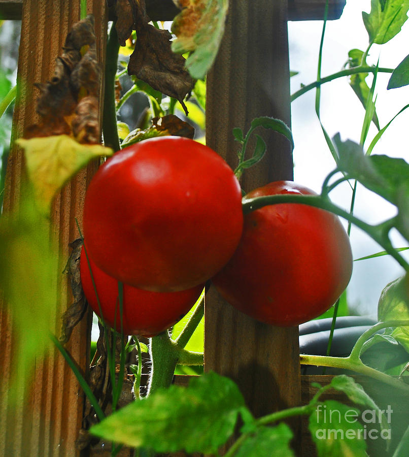 Tomatoes Closely Photograph by George D Gordon III