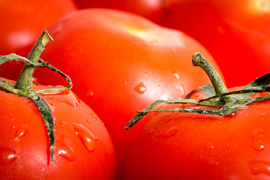 Tomato Photograph - Tomatoes. by Gary Gillette Tomato Photograph - Tomatoes. by Gary Gillette