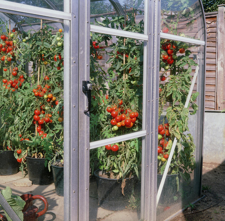 Tomatoes In A Greenhouse Photograph by Anthony Cooper/science Photo Library
