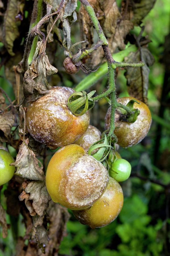 Tomatoes Infected With Late Blight Photograph by Dr Jeremy Burgess