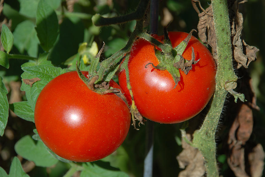 Tomatoes Photograph by Janice Adomeit