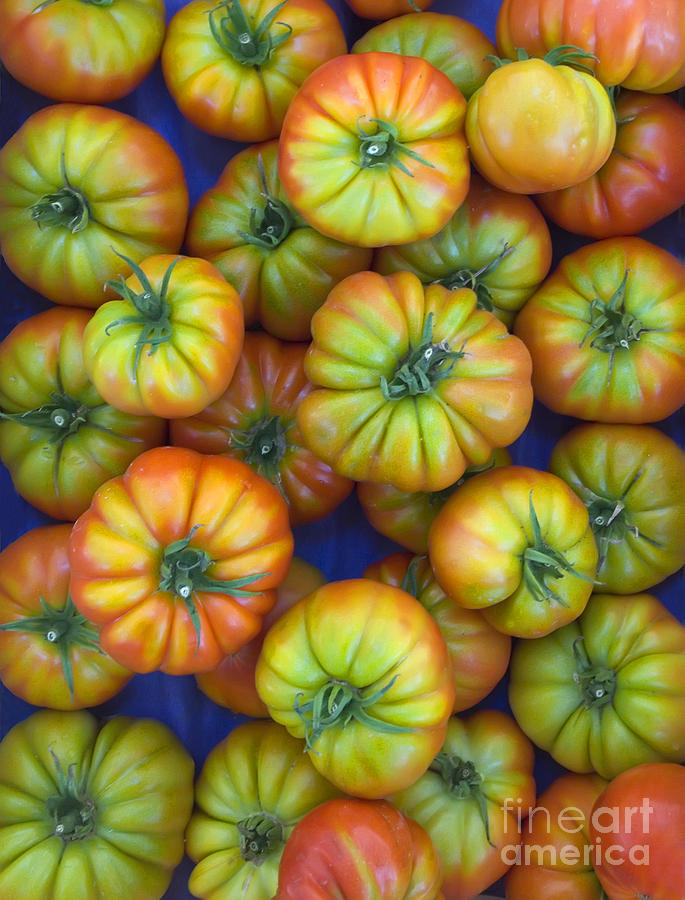 Tomatoes Photograph by John Shaw