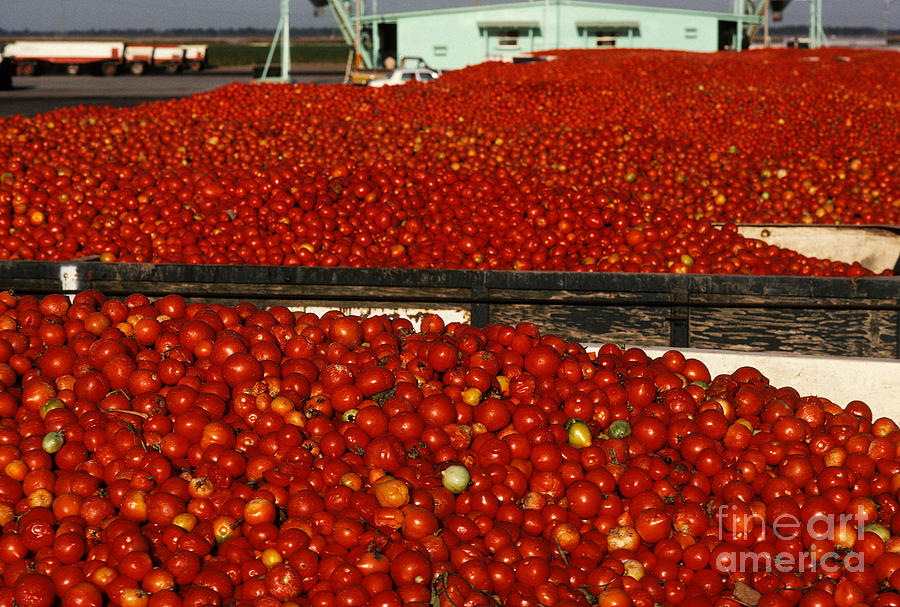 Tomatoes Loaded Into Trucks Photograph by Ron Sanford