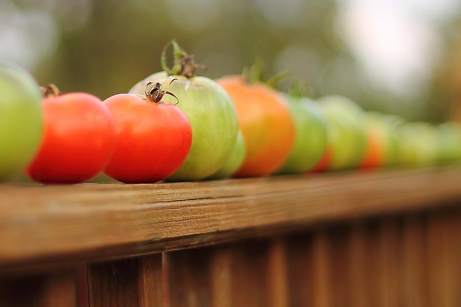 Tomatoes Photograph by Angela Murdock