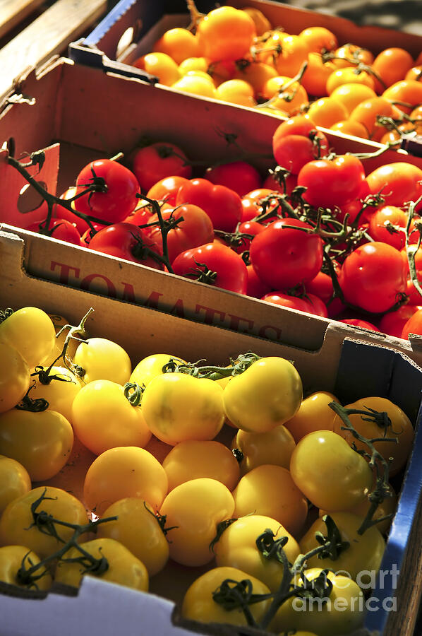 Market tomatoes Photograph by Elena Elisseeva