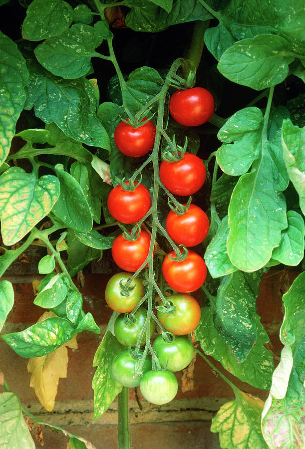 Tomatoes On The Vine Photograph by Anthony Cooper/science Photo Library