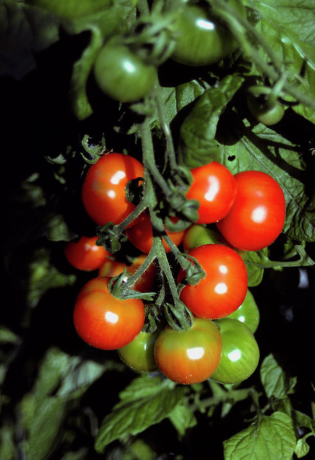 Tomatoes On The Vine Photograph by Irene Windridge/science Photo Library