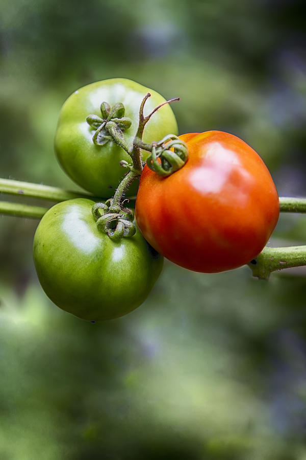 Tomatoes on the Vine Photograph by John Haldane
