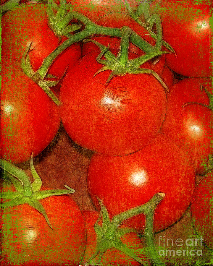Tomato Photograph - Tomatoes on the Vine by Judi Bagwell