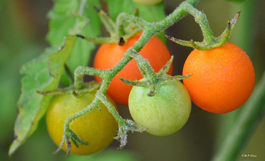 Tomatoes on the Vine Photograph by Maria Urso