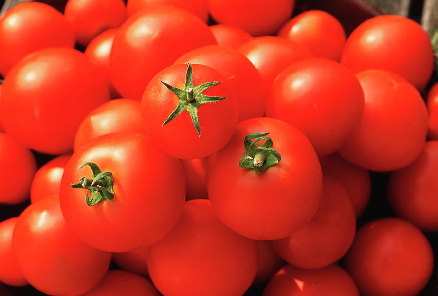 Tomatoes Photograph by Penny Tweedie/science Photo Library